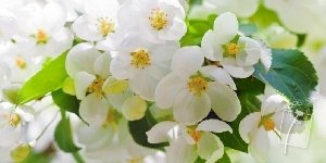 Le pouvoir de guérison de la nature avec les Fleurs de Bach et les Elixirs floraux